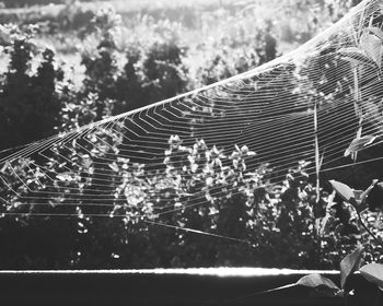 Close-up of spider web on plants in forest