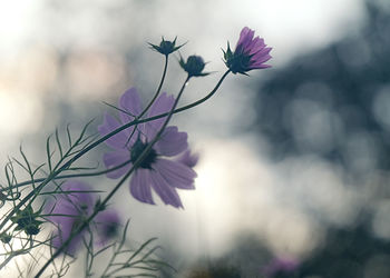 Close-up of pink cosmos flowers against blurred background