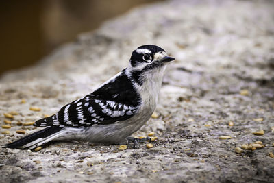 Perching woodpecker with some birdseeds