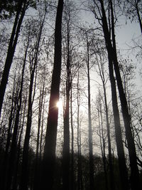 Low angle view of trees against sky