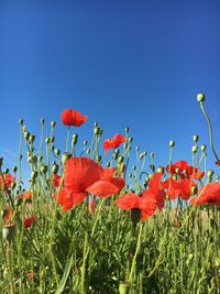 Close-up of poppy flowers against clear sky