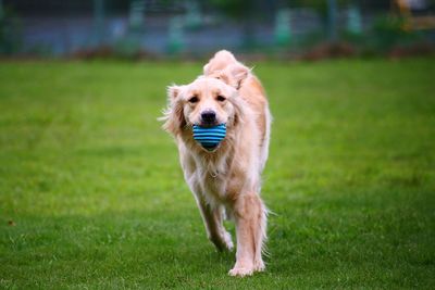 Portrait of dog carrying toy in lawn