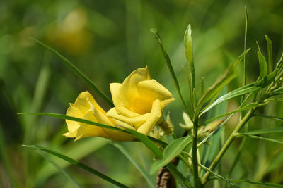 Close-up of yellow flowering plant