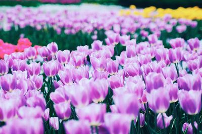 Close-up of pink flowers on field