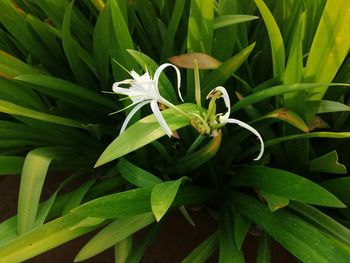 Close-up of white flowering plant