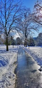 Bare trees on snow covered road