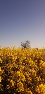 Yellow flowering plants on field against clear sky