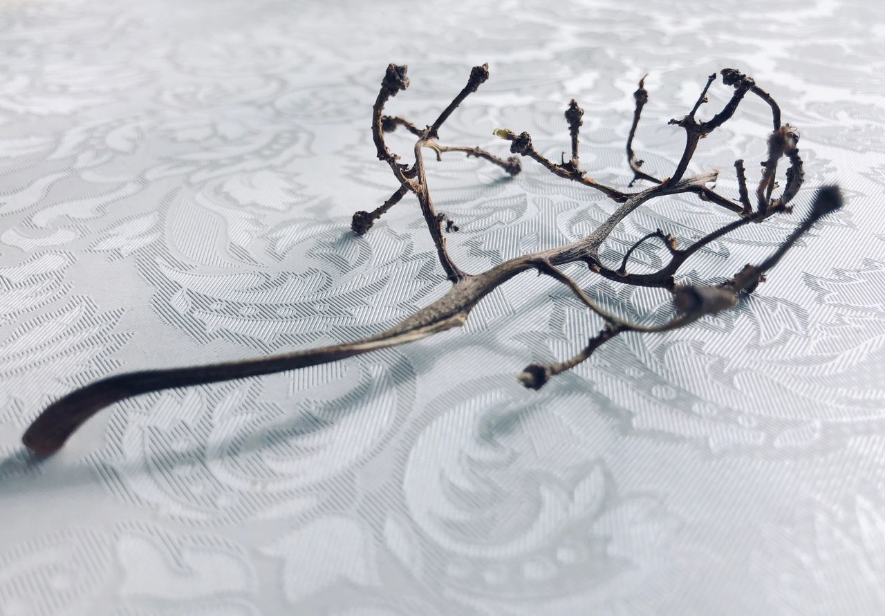 HIGH ANGLE VIEW OF SNOW COVERED TREE