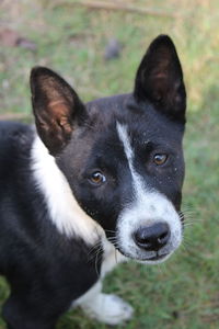 Close-up portrait of black dog on field