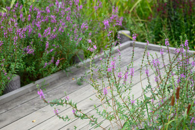 Purple flowering plants by railing