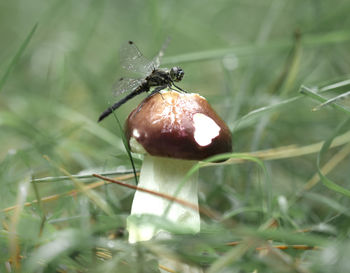 Close-up of insect on rock