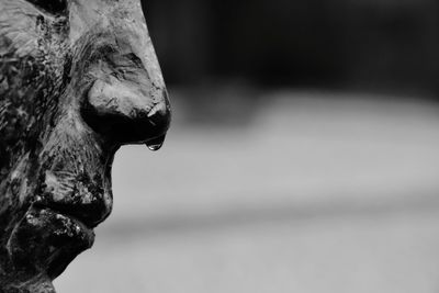 Close-up of statue