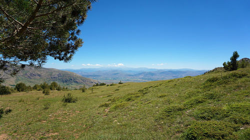 Scenic view of field against clear blue sky