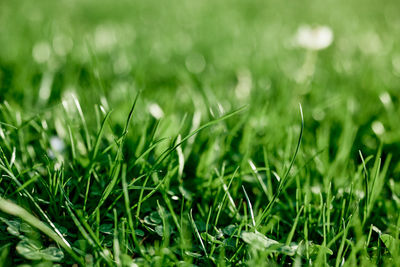 Close-up of grass