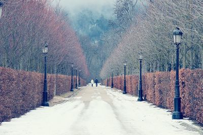 Snow on footpath amidst street lights and hedge in park
