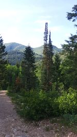 Scenic view of forest against sky