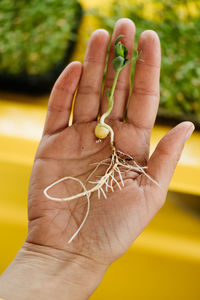Microgreens growing background with raw sprouts in female hands home garden or indoor vertical farm