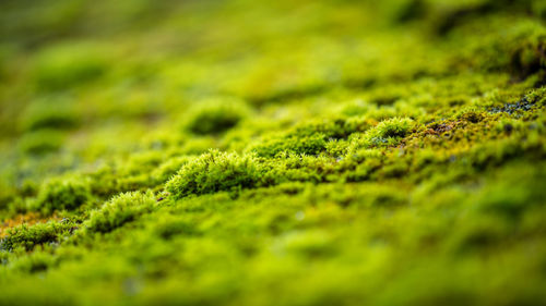 Close-up of moss growing on land