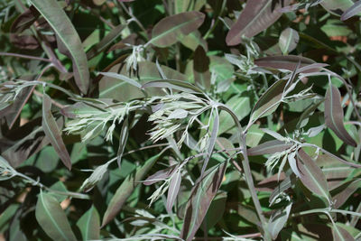 Close-up of fresh green plants