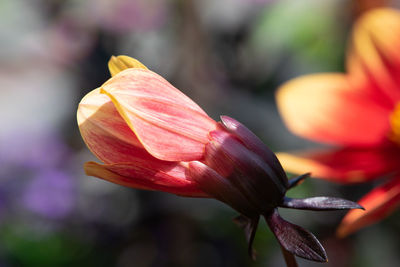 Close-up of pink flower