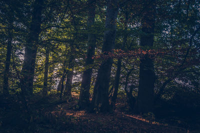 Trees in forest