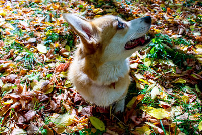 High angle view of a dog on field during autumn