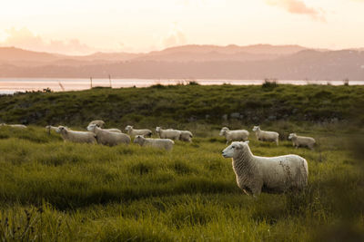 Sheep on field against sky during sunset