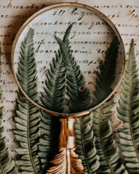 Close-up of potted plant with text on leaves