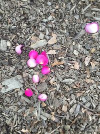 Close-up of pink flowers