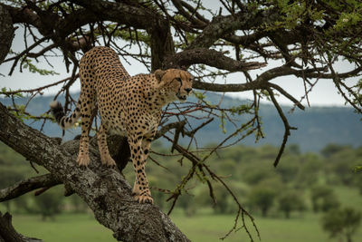 Male cheetah sits in tree facing right