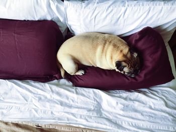 High angle view of dog on sofa