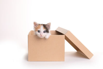 Portrait of cat in box