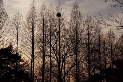 Low angle view of bare trees against sky