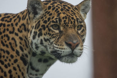 Close-up of tiger