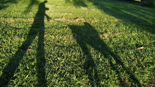 Shadow of tree on field