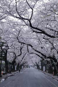 Cherry trees on snow covered landscape
