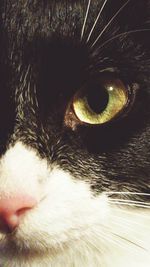 Close-up of cat