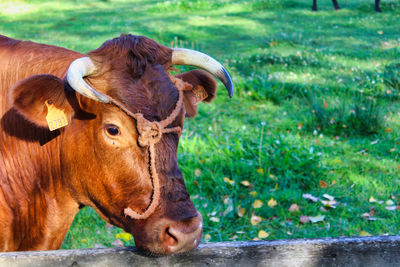 View of cow on field