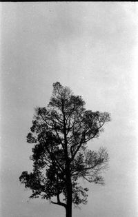 Low angle view of tree against sky