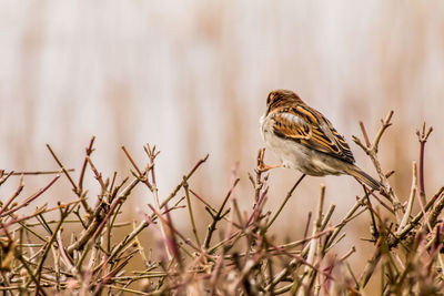 Close-up of bird perching on twig