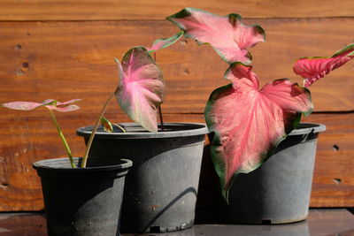 Close-up of pink flower pot on table