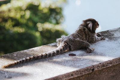 Marmoset relaxing on retaining wall