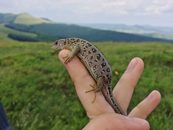 Close-up of hand holding lizard