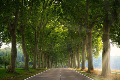 Empty road amidst trees in forest