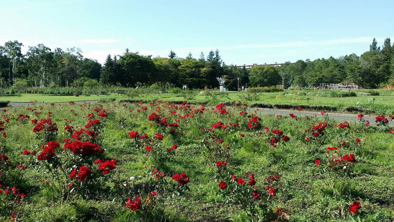 flower, growth, freshness, beauty in nature, tree, plant, field, red, nature, sky, tranquil scene, tranquility, landscape, flowerbed, blooming, fragility, scenics, green color, rural scene, agriculture