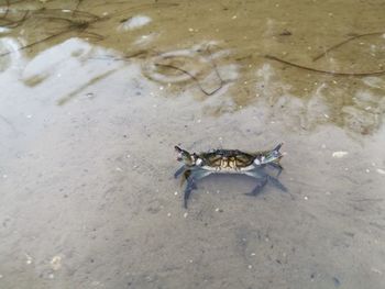 High angle view of crab on sand