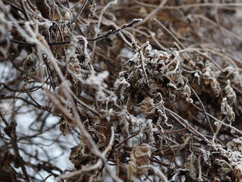 Close-up of snow on branch