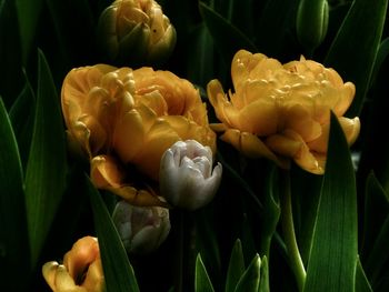 Close-up of flowers