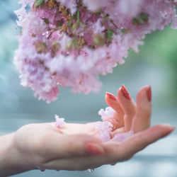 Close-up of hand on pink flowering plant
