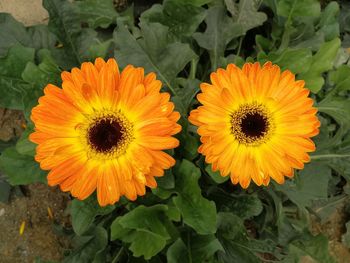 High angle view of orange flowering plant
